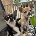 Norman & Nigel Appleton - @normiandnigel - Instagram