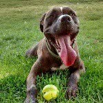Nigel - @sirnigelbacon - Instagram