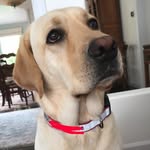 Nigel Ballard - @nigelthornberrysadventures - Instagram
