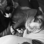 Nigel & Cara    (Swai Barry) - @_.the_sphynx_cats._ - Instagram