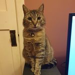 Nigel Barry - @nigel_thebattlecat - Instagram