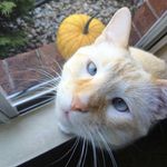 Nigel Benson - @siamese_nigel - Instagram