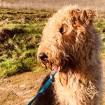 nigel 🐾 - @nigel.blue - Instagram