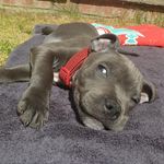 Nigel - @nigel_blue_staffy - Instagram