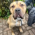 Bobby Nigel McAll - @bobbynigel_mcall - Instagram