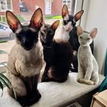Nigel, Bruce, Cleo and Edie! - @cornish_sphynx_crew - Instagram