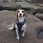 Nigel Davison - @davison2454 - Instagram