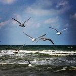 Nigel Gilbert - @broken_rat - Instagram