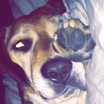 Nigel Gross - @nigelthebagel - Instagram