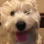 Nigel Henry-Grauer - @sirnigelunderfoot - Instagram