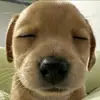 🏳️ - @nigel.hernandez8 - TikTok