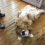 Nigel Lee - @nigel_lkc - Instagram