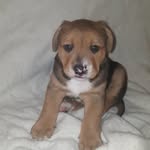 Nigel McDonald - @lilpuppy_.nigel - Instagram