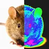 Nigel mouse - @nigel_mouse - TikTok