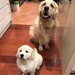 Nigel & Norman - @nigeandnorm - Instagram
