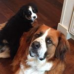 Nigel & Norman 🐾 - @brothersbrandenburg - Instagram