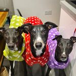 Nigel, Nancy and Norman - @nigel.nancy.greyhound - Instagram