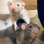 Nigel & Oliver 🐀🐾 - @nigelandoliverthedumbos - Instagram