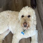 Nigel Paul Ryan Simpson - @nigelthe3legged_groodle - Instagram