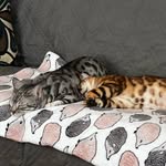 Nigel & Penny the Bengals - @strawberrypoptart - Instagram