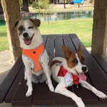 Penny&Nigel - @life_of_penny_and_nigel - Instagram