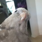 Nigel & Pepper The Cockatiels - @nigelandpepper - Instagram