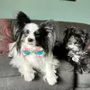 Nigel Peppersass & Ollie too! - @nigelpeppersass - TikTok