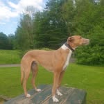 Nigel Quinn - @nigel_kingprawn_quinn - Instagram