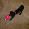 Nigelsavage - @doodle.911 - TikTok