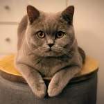 Nigel the British Shorthair - @nigel_the_british_shorthair - Instagram