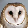 nigelsilva1090 - @nigelsilva1090 - TikTok