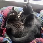 Nigel & Simon - @tiny_muffins - Instagram