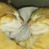 Simon - @nigel_simon - TikTok