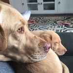 Sullivan & Nigel - @sullivanandnigel - Instagram
