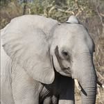 Nigel Whitehead - @whiteheadonsafari - Instagram