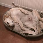 nigel whitehead - @nigelwhitehead1 - Instagram