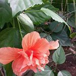 Nihar Sheth - @daffybot - Instagram