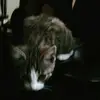 Nick Freeman - @meowsplays101 - TikTok