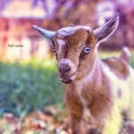 Nik Scott - @blahsquibbs - Instagram