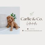Nikki Arnold - @carlieandcogoldendoodles - Instagram