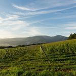 NIKI Hills Winery - @nikihillswinery - Instagram