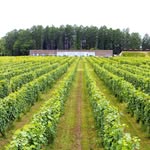 NIKI Hills Winery_official - @nikihillswinery_official - Instagram