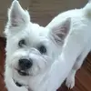 nikiwolfe6 - @nikiwolfe6 - TikTok