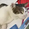 Nekia Pender - @simonthecat77 - TikTok