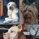 Nikita_Lea_Sissi - @nikita_rednose - Instagram