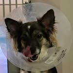 Nikita - @nikitalearnstodog - Instagram
