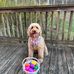 Nicki Arwood Ackerman - Facebook