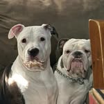 Nikky-øzzy y angus 🐶 - @nikki_ozzy_angus_mxli - Instagram