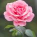 Nikki Bain - Facebook