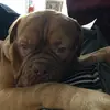 Nikki Baines - @doggybaines1 - TikTok